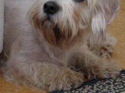 Dandie Dinmont terrier