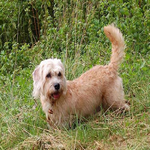 Dandie Dinmont terrier photo 1