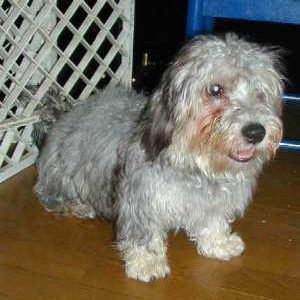Dandie Dinmont terrier photo 2