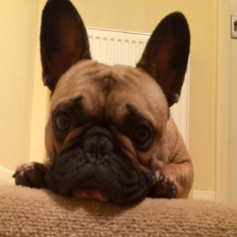 Buldog francuski photo 1