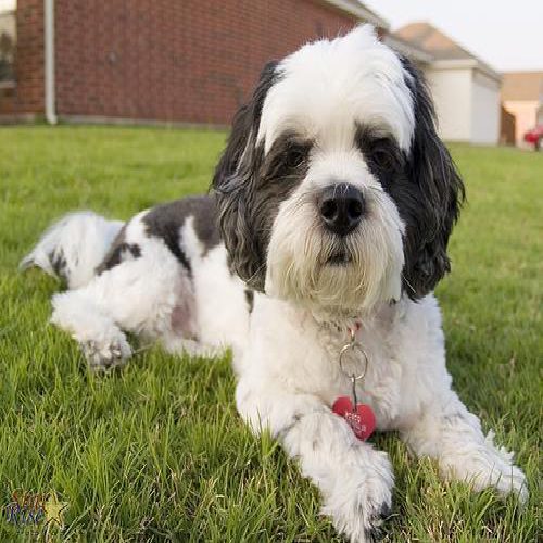 Lhasa apso photo 2