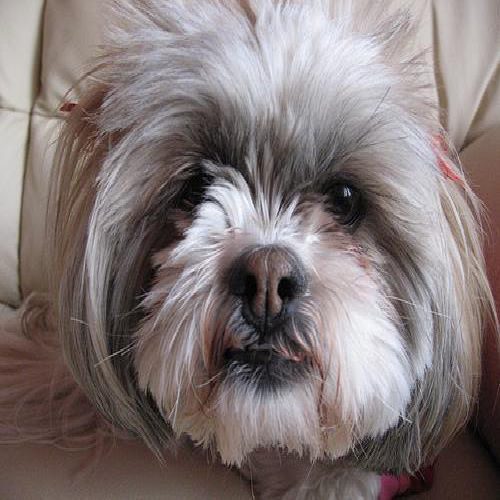 Lhasa apso photo 1