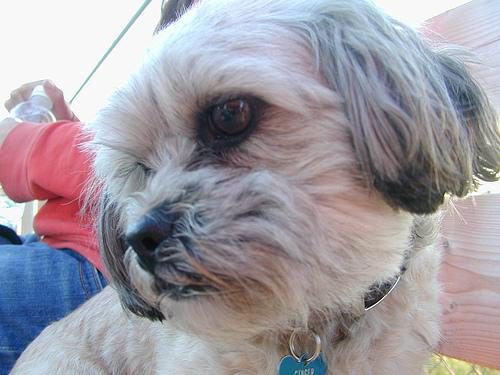 Lhasa apso