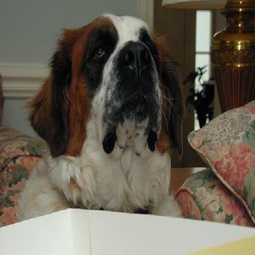 Bernardyn